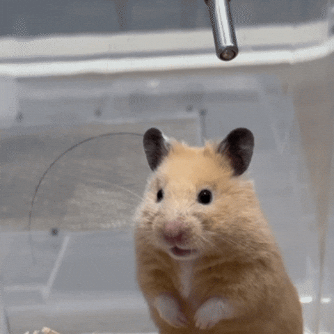 Shocked GIF.gif