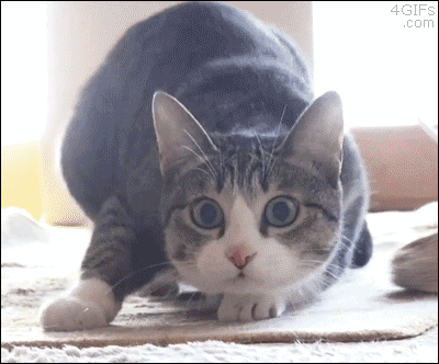 wz_3731673821_a85a1e5bfced821e0afde84727818697.gif wz_3731673821_a85a1e5bfced821e0afde84727818697.gif