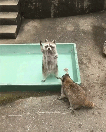 wz_3667441122_4321b3d7bcf07b2c5628e9a392d4dde3.gif wz_3667441122_4321b3d7bcf07b2c5628e9a392d4dde3.gif