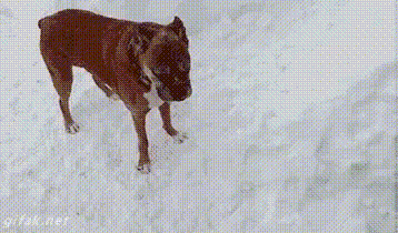 wz_1028236157_da5b3d205e3aac9e28f23582079a1249.gif wz_1028236157_da5b3d205e3aac9e28f23582079a1249.gif