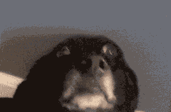 wz_1893618444_c01e0b98bb2d27fc914eb72fe83f11c0.gif wz_1893618444_c01e0b98bb2d27fc914eb72fe83f11c0.gif