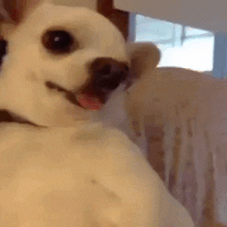 wz_1893618444_8f173d0eaffc4b90c0c0361b8f37cc17.gif wz_1893618444_8f173d0eaffc4b90c0c0361b8f37cc17.gif